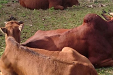 Bắt đối tượng đánh xe tải đi trộm trâu, bò, "giải cứu" số vật nuôi