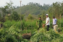 Phát hiện gần 1000 cây cần sa xanh tốt trồng trong rẫy