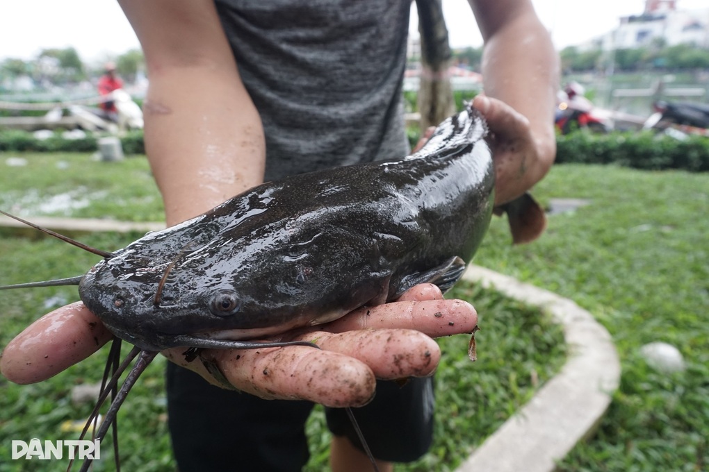 Sau mưa ngập, người Đà Nẵng mang rổ ra phố... bắt cá - 3 Sau mưa ngập, người Đà Nẵng mang rổ ra phố... bắt cá - 3