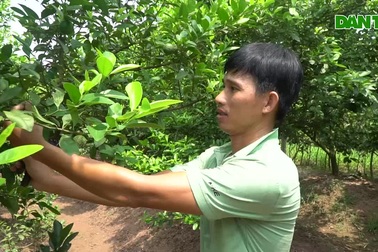 "Đột nhập" vườn chanh tứ quý trồng trên gốc bưởi, kiếm về 5 tỷ/năm
