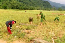 Công an xuống đồng giúp dân gặt lúa "chạy đua" với bão Bualoi