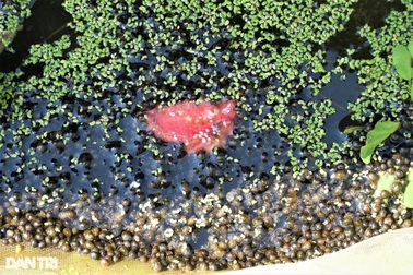 Chuyển nghề sau tai nạn, 8x xứ Tây đô "sống khỏe" nhờ trại nuôi ốc bươu