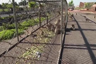 Nhà chức trách thực hiện kế hoạch triệt sản cho khỉ