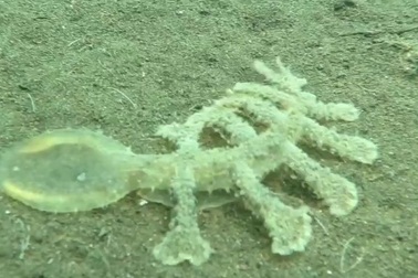 Cận cảnh xem sên biển biển trổ tài "hút" con mồi