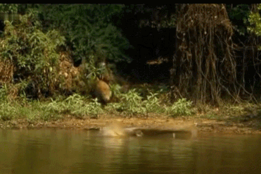 Báo đốm châu Mỹ "xơi tái" cá sấu dưới nước