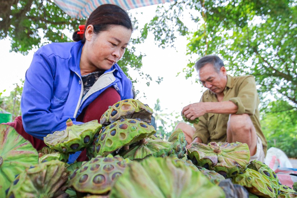 Lội bùn hái sen 2 tháng, nông dân kiếm hàng trăm triệu đồng - 8 Lội bùn hái sen 2 tháng, nông dân kiếm hàng trăm triệu đồng - 8