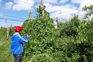Đua nhau trồng sachi, “vỡ mộng” vì cây “tiền tỷ”