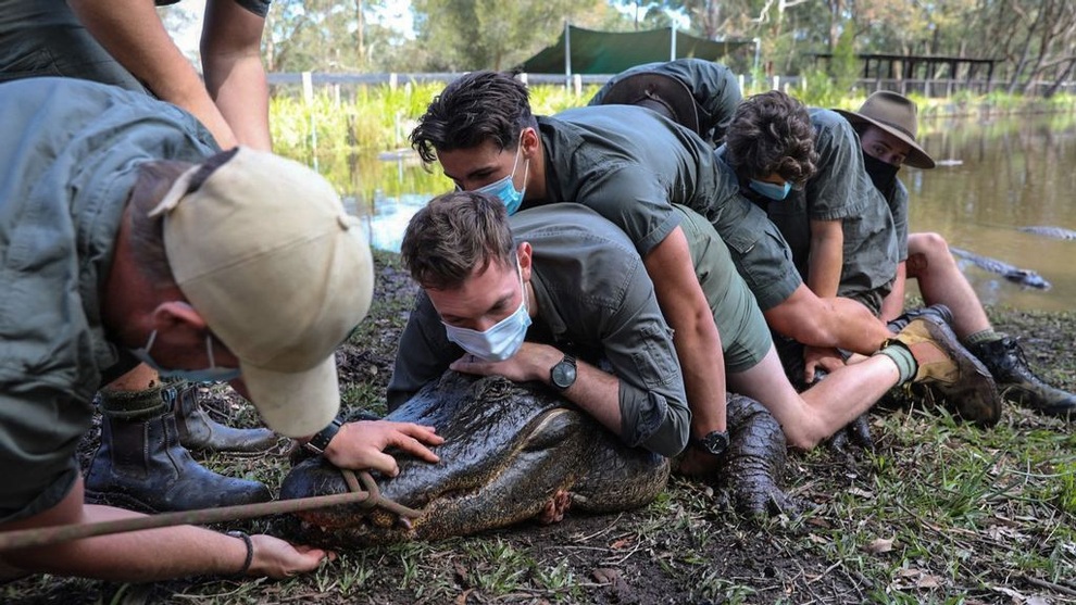 12 nhân viên vườn thú vật lộn với một con cá sấu nặng 350 kg - 2 12 nhân viên vườn thú vật lộn với một con cá sấu nặng 350 kg - 2