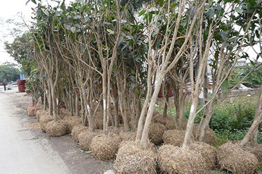 Bất thường việc thương lái Trung Quốc tận thu cây hải đường 