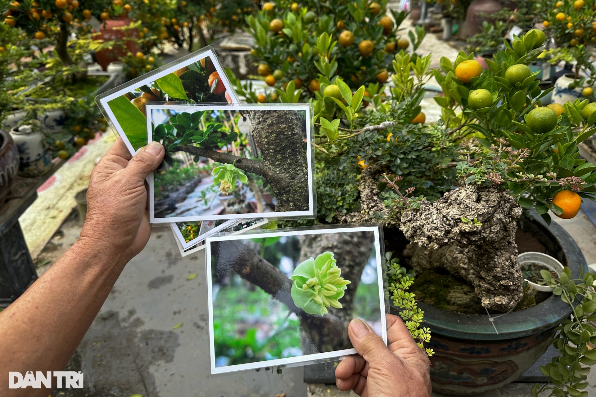 Hanoi garden owner grafts kumquats with strange trees to sell for hundreds of millions of dong during Tet - 7