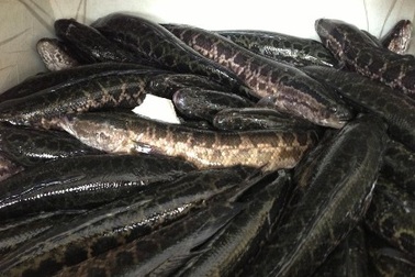 Bắt giữ 700 kg cá quả nhập lậu từ Trung Quốc vào nội địa