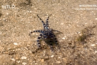 Bạch tuộc có nọc độc mạnh gấp 10.000 lần xyanua, đủ giết chết cả chục người