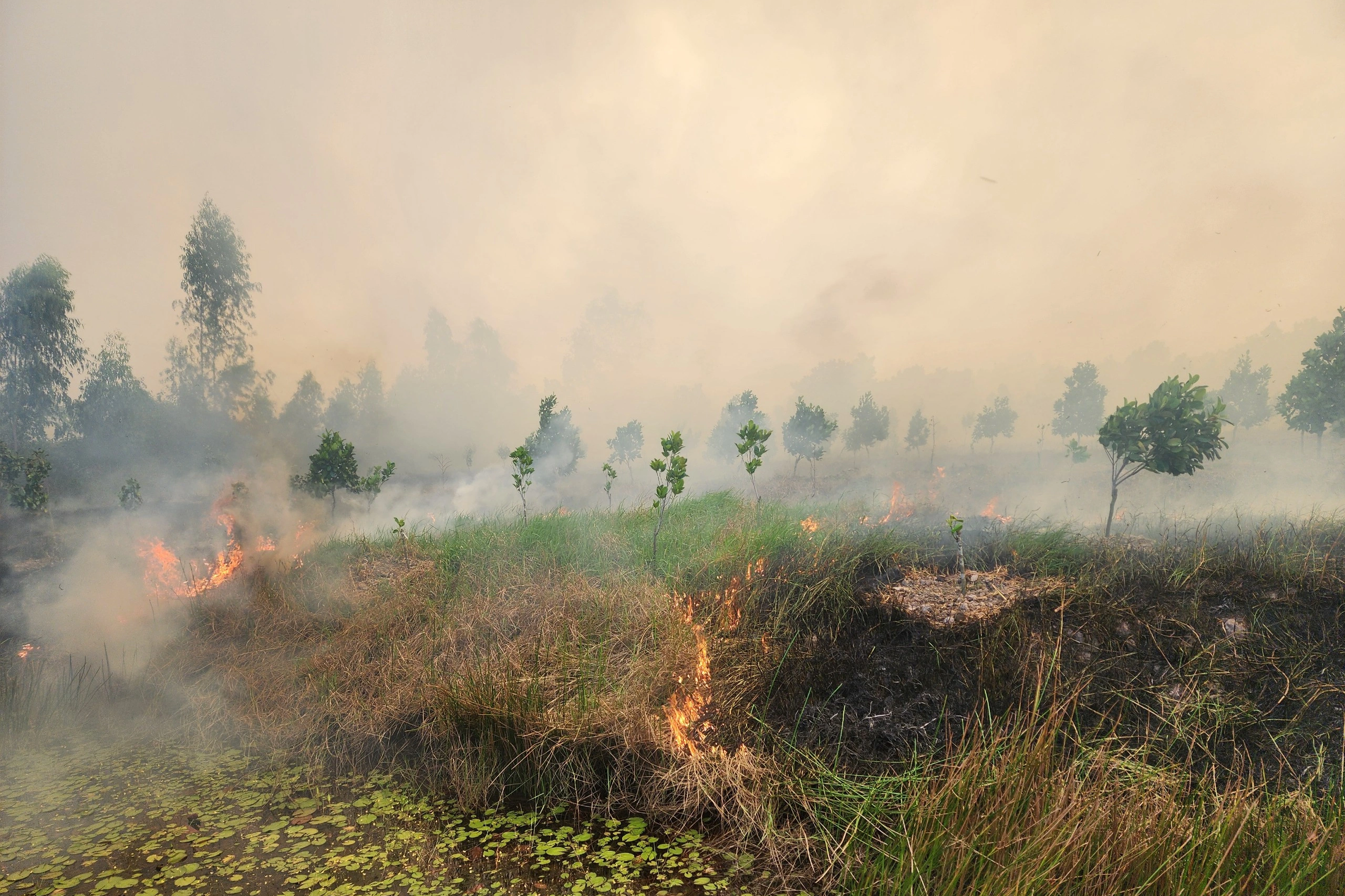 Cháy lớn ở Vườn quốc gia Tràm Chim - 1