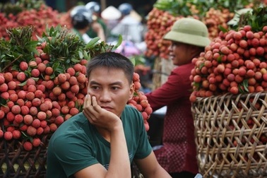 Sẽ có vài trăm tấn vải xuất sang thị trường Úc, Mỹ trong năm nay