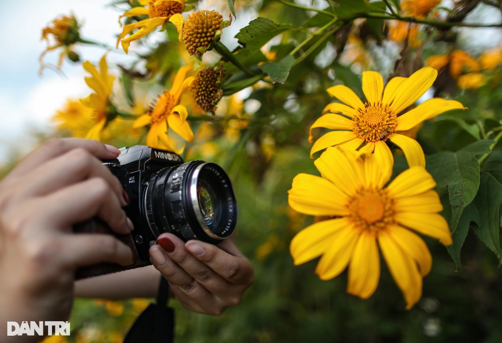 Hoa dã quỳ nở rộ cả sườn đồi, bạn trẻ đổ xô về ngoại ô Đà Lạt check-in - 8