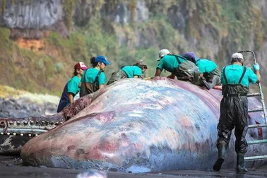 Mổ xác cá nhà táng dạt vào bãi biển, phát hiện "kho báu" giá 13 tỷ đồng