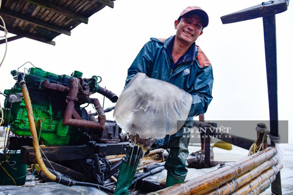 Vào mùa sứa biển, ngư dân Thanh Hóa có tiền triệu nhờ lộc trời - 1 Vào mùa sứa biển, ngư dân Thanh Hóa có tiền triệu nhờ lộc trời - 1