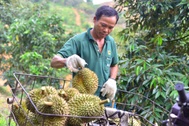 Lâm Đồng thu hồi mã số vùng trồng “cây tỷ đô” của 2 doanh nghiệp