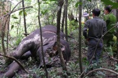 Phát hiện xác voi rừng mất đầu và 4 chân