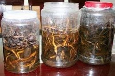 3 người tử vong, 2 người nguy kịch nghi do uống rượu ngâm hạt cây rừng