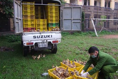 Bắt giữ xe tải chở 4.000 con gia cầm lậu