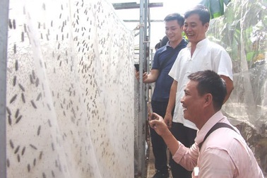 Thầy giáo bỏ nghề về quê... nuôi ruồi lấy trứng, bán 30 triệu đồng/ký