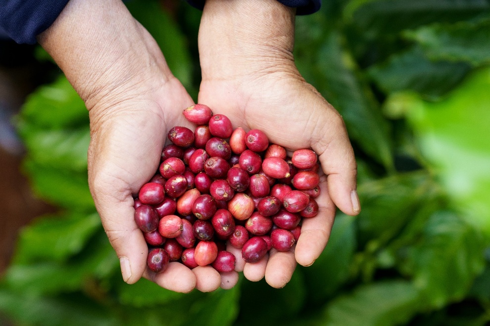 NESCAFÉ hợp tác cùng Touliver và Mỹ Anh ra mắt album về nông trại cà phê - 2 NESCAFÉ hợp tác cùng Touliver và Mỹ Anh ra mắt album về nông trại cà phê - 2