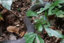 Kết cục khó ngờ sau cuộc "tử chiến" giữa rắn hổ mang chúa và trăn