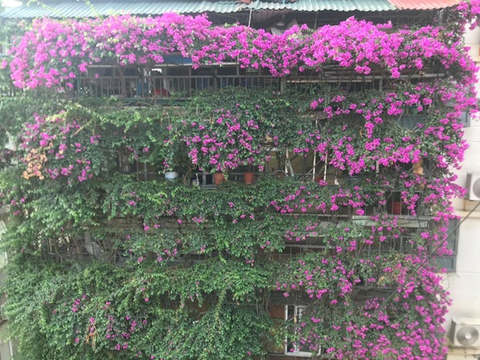 Những ngôi nhà phủ cây xanh, mỗi buổi sáng chim hót líu lo như trong rừng - 8 Những ngôi nhà phủ cây xanh, mỗi buổi sáng chim hót líu lo như trong rừng - 8