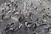 Kỳ lạ đàn cá lóc bay theo nhịp lệnh... vạn người đổ về xem