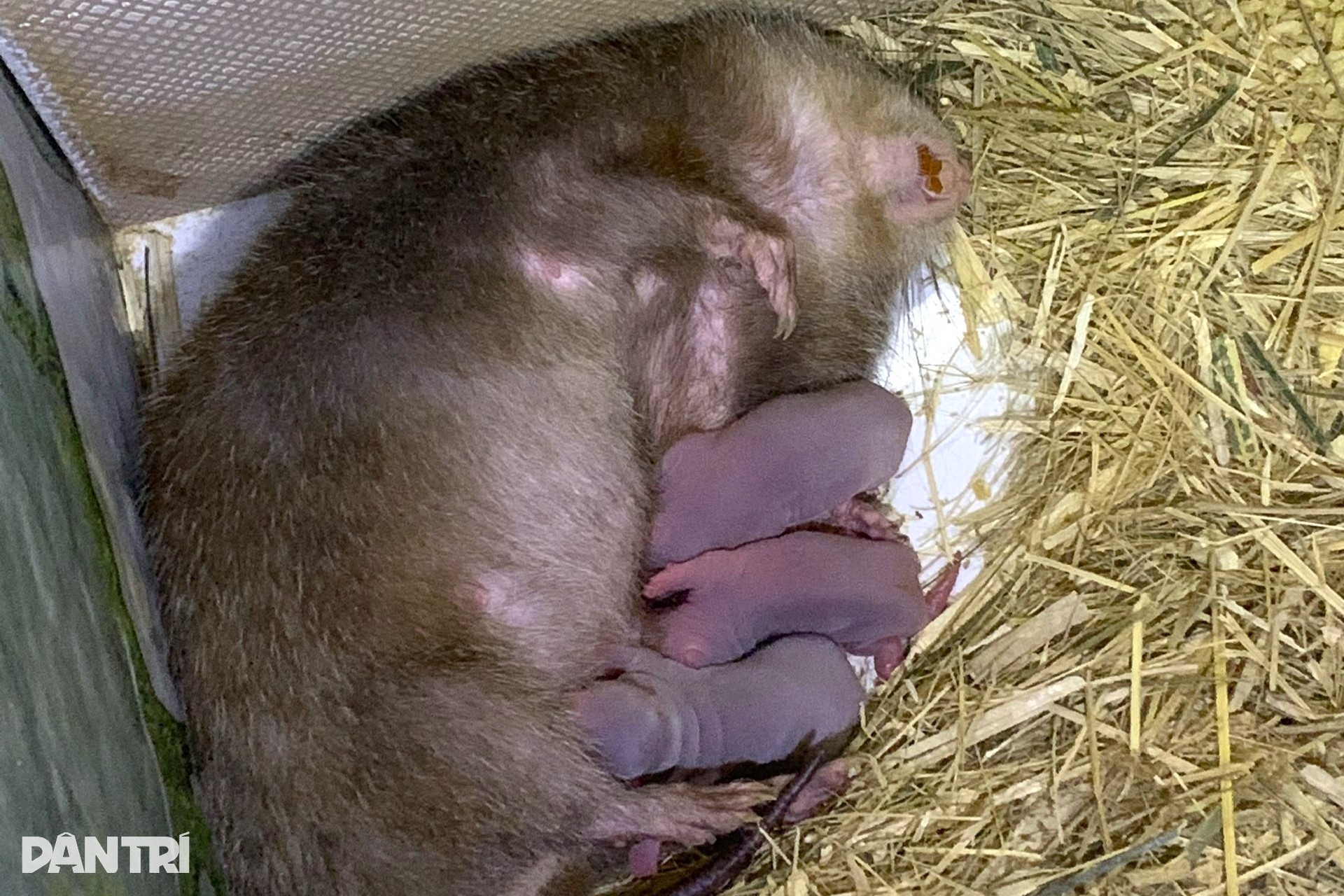 9X انجینئر نے رات کے جانوروں کی پرورش کے لیے نوکری چھوڑ دی، سالانہ 200 ملین VND کماتا ہے - 2 Kỹ sư 9X bỏ nghề về nuôi loài ăn đêm ngủ ngày, mỗi năm lãi 200 triệu đồng - 2