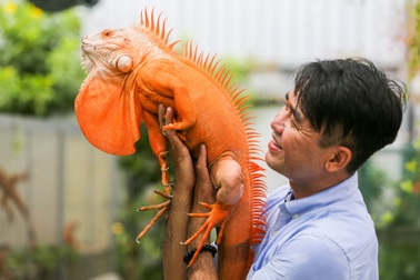 Choáng ngợp giữa hàng trăm con rồng Nam Mỹ được nuôi tại Sài Gòn