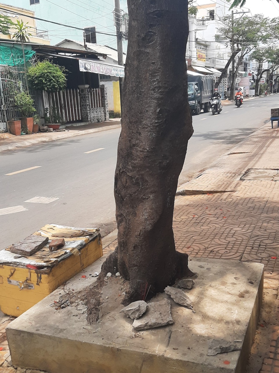 Kiểm tra toàn bộ cây xanh sau vụ cây phượng đổ đè chết nữ điều dưỡng - 1 Kiểm tra toàn bộ cây xanh sau vụ cây phượng đổ đè chết nữ điều dưỡng - 1