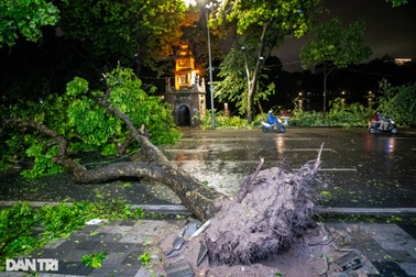 Hậu siêu bão Yagi: Trồng và chăm sóc cây ở đô thị như thế nào?