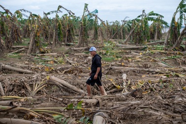 Nông dân Mê Linh 2 năm mất trắng 300ha trồng chuối vì ngập lụt