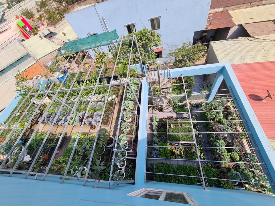 Trang trại rau 100m2 toàn giống lạ trên sân thượng của cô gái Bình Dương - 1 Trang trại rau 100m2 toàn giống lạ trên sân thượng của cô gái Bình Dương - 1