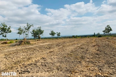Được giao bảo vệ rừng, doanh nghiệp... để mất rừng tràn lan