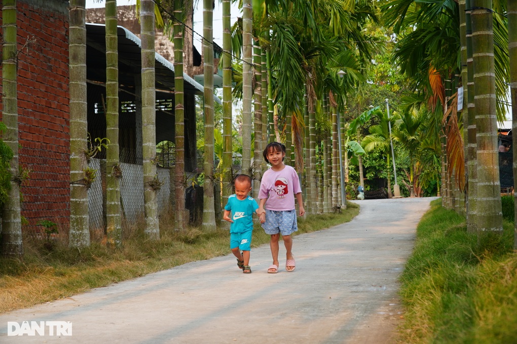 Vườn cau xanh mát giữa mùa nắng, mang lại thu nhập khủng cho cô gái miền Tây