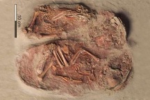 Lần đầu tiên tìm thấy hài cốt của một cặp song sinh thời tiền sử