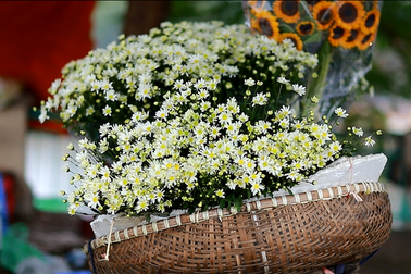 Cúc họa mi gọi đông về trên phố phường Hà Nội