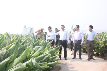 Hưng Yên: Tiếp tục mở rộng trồng cây nghệ đỏ