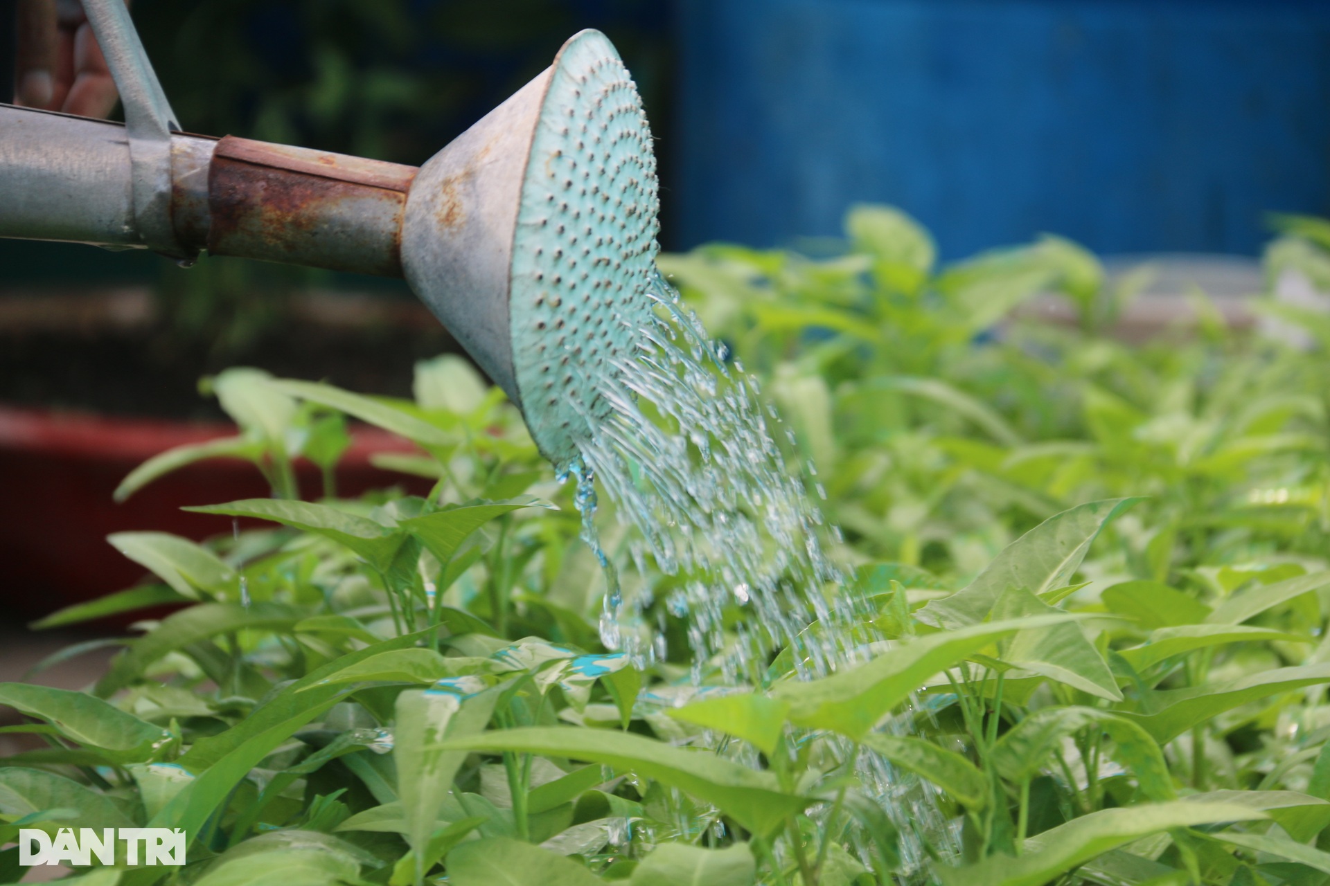 Sức sống mãnh liệt tại đảo chìm Cô Lin ở Trường Sa - 16 Sức sống mãnh liệt tại đảo chìm Cô Lin ở Trường Sa - 16