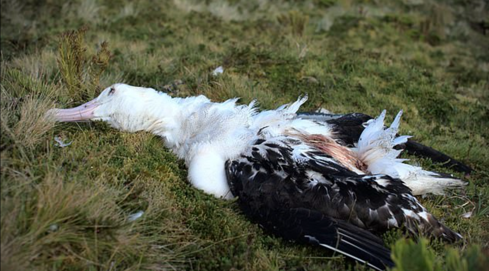 Hòn đảo bị xâm chiếm bởi những con chuột khổng lồ - 1 Hòn đảo bị xâm chiếm bởi những con chuột khổng lồ - 1