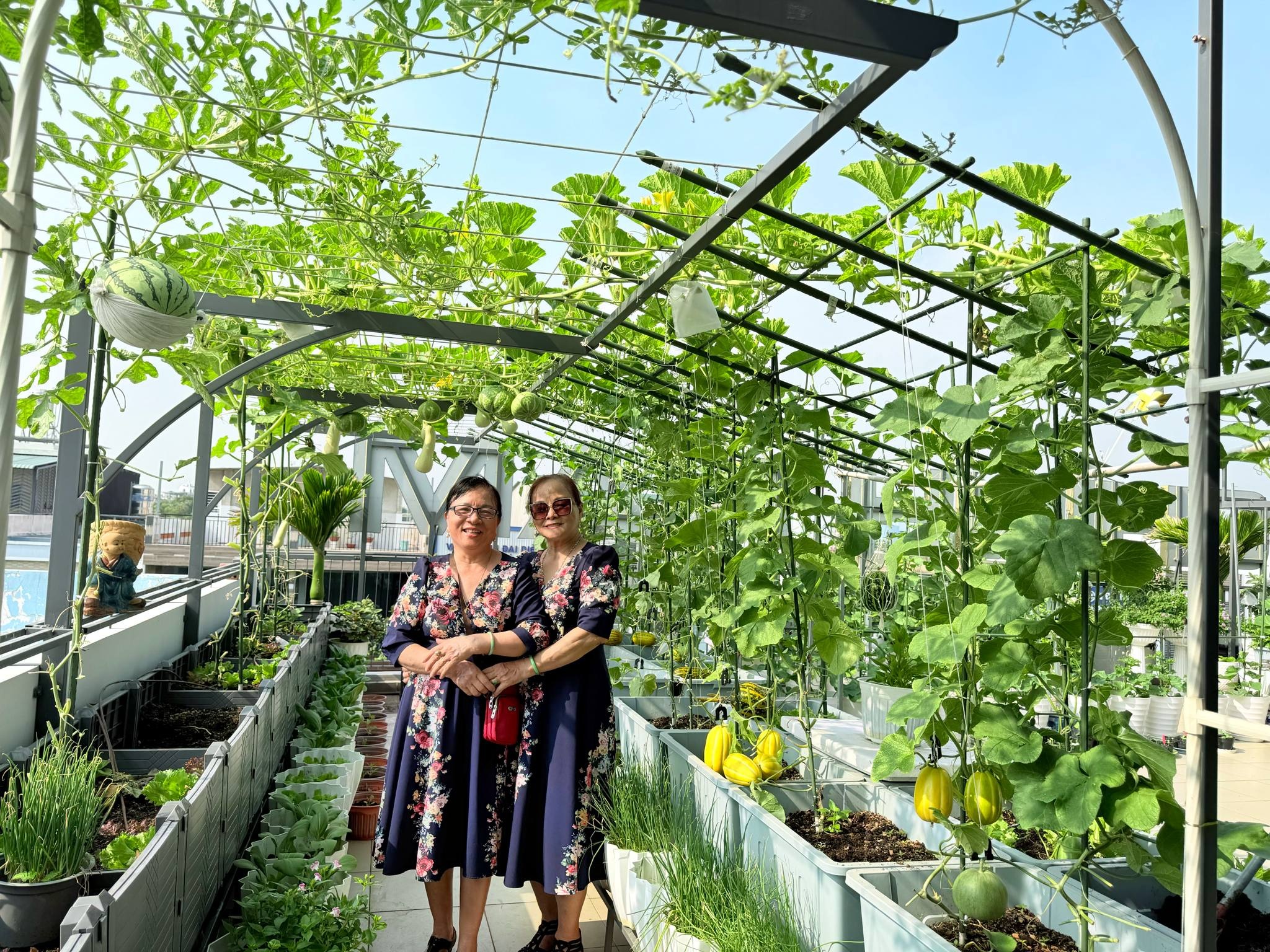Mẹ đảm Đồng Nai trồng rau trái trên sân thượng 100m2 ăn quanh năm - 10 Mẹ đảm Đồng Nai trồng rau trái trên sân thượng 100m2 ăn quanh năm - 10
