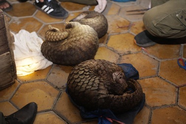 Bắt 30 con tê tê “đi” xe khách từ Lào về Việt Nam