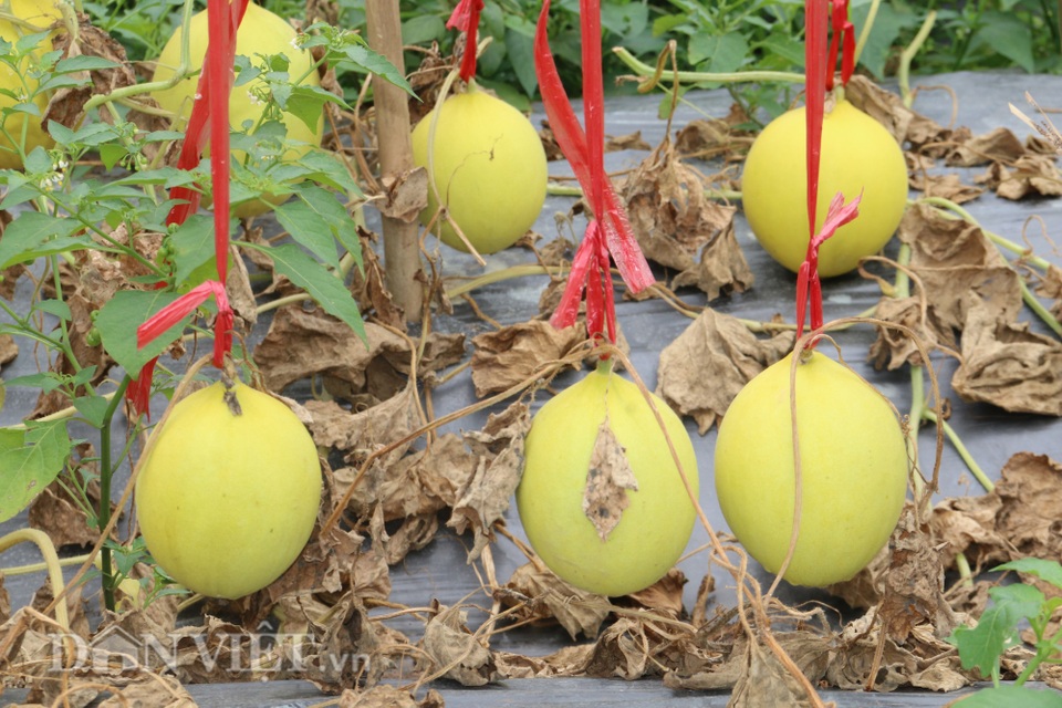 Trồng giống dưa lạ, chín trái nào thương lái khuân sạch - 5 Trồng giống dưa lạ, chín trái nào thương lái khuân sạch - 5