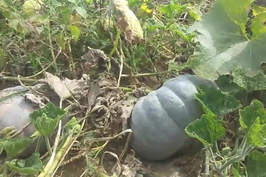 Người dân khóc ròng khi bí đỏ "mất trắng" dịp cận tết