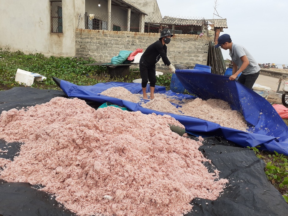 Trúng mẻ ruốc biển, ngư dân kiếm cả chục triệu đồng mỗi ngày - 7 Trúng mẻ ruốc biển, ngư dân kiếm cả chục triệu đồng mỗi ngày - 7