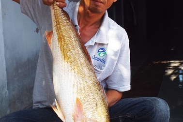 Chưa bán được cá “lạ” nghi là cá Sủ vàng