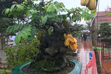 Được trả hàng trăm triệu đồng để mua cây khế bé tẹo, chủ nhân vẫn quyết từ chối